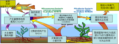 水體富營(yíng)養(yǎng)化